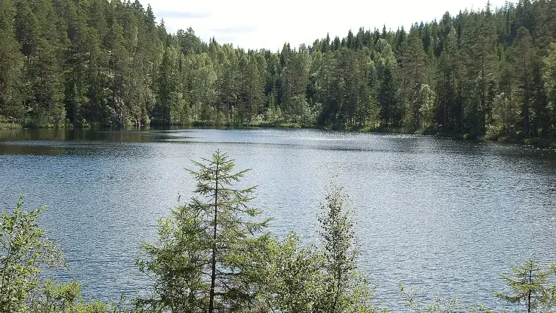 Wandelpad door met mos bedekt dennenbos in Natuurreservaat Glaskogen, Värmland.